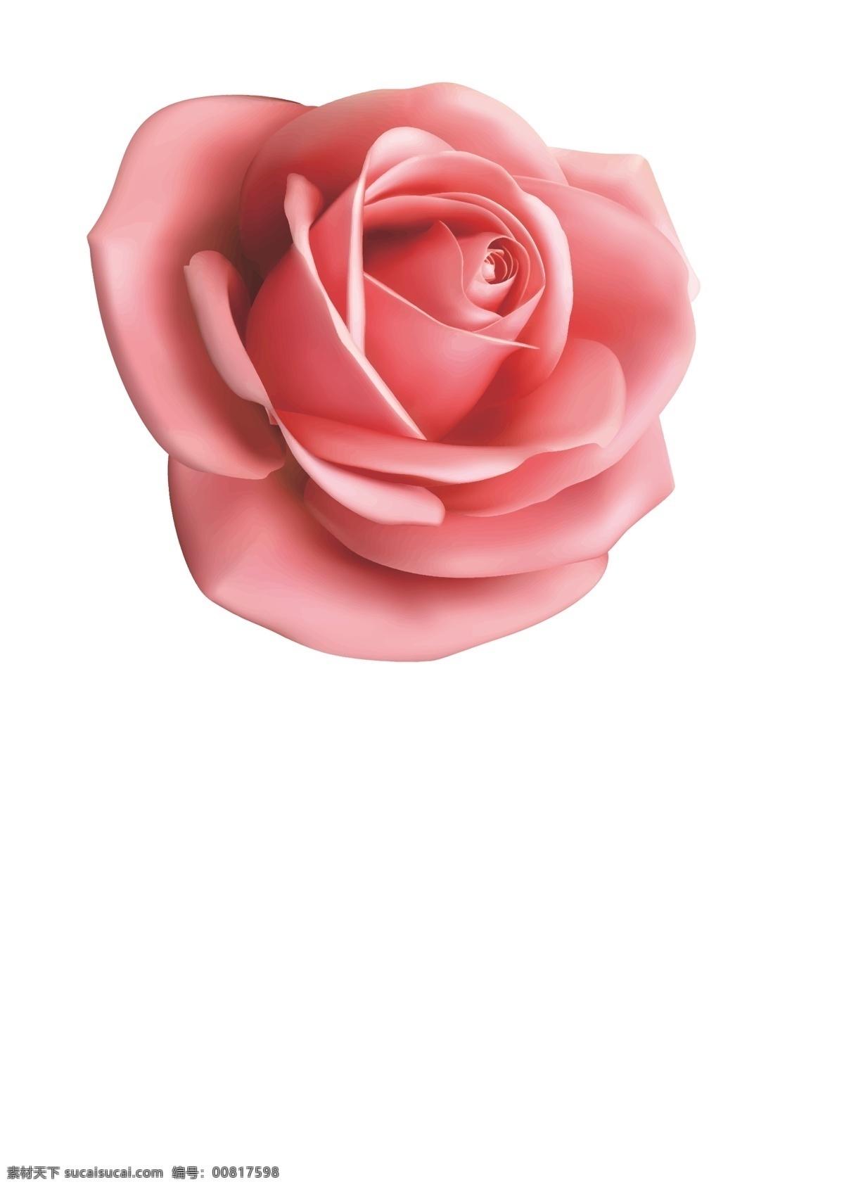 玫瑰花 粉玫瑰 矢量 源文件 玫瑰 粉色玫瑰 花卉 植物 矢量源文件 生物世界 花草