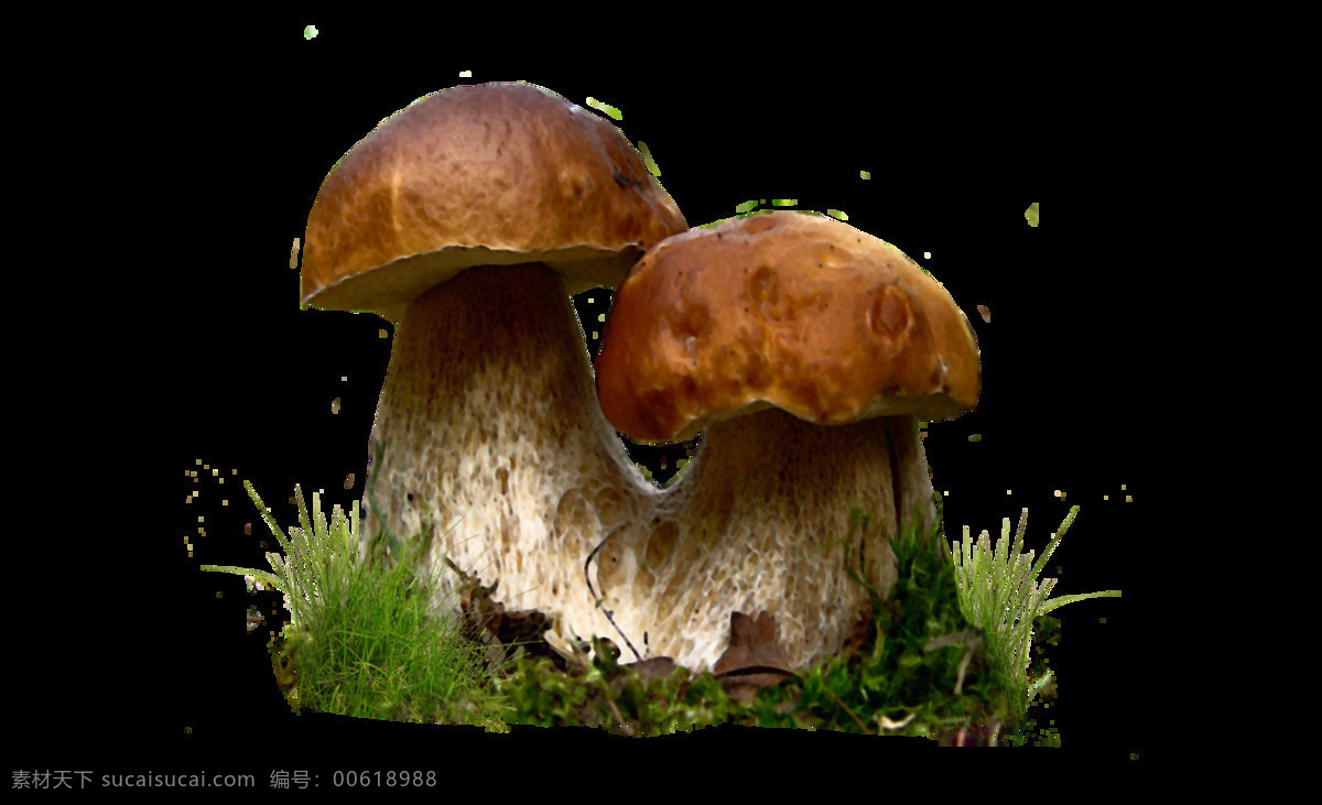 黑色 实物 蘑菇 元素 菌 免扣 种
