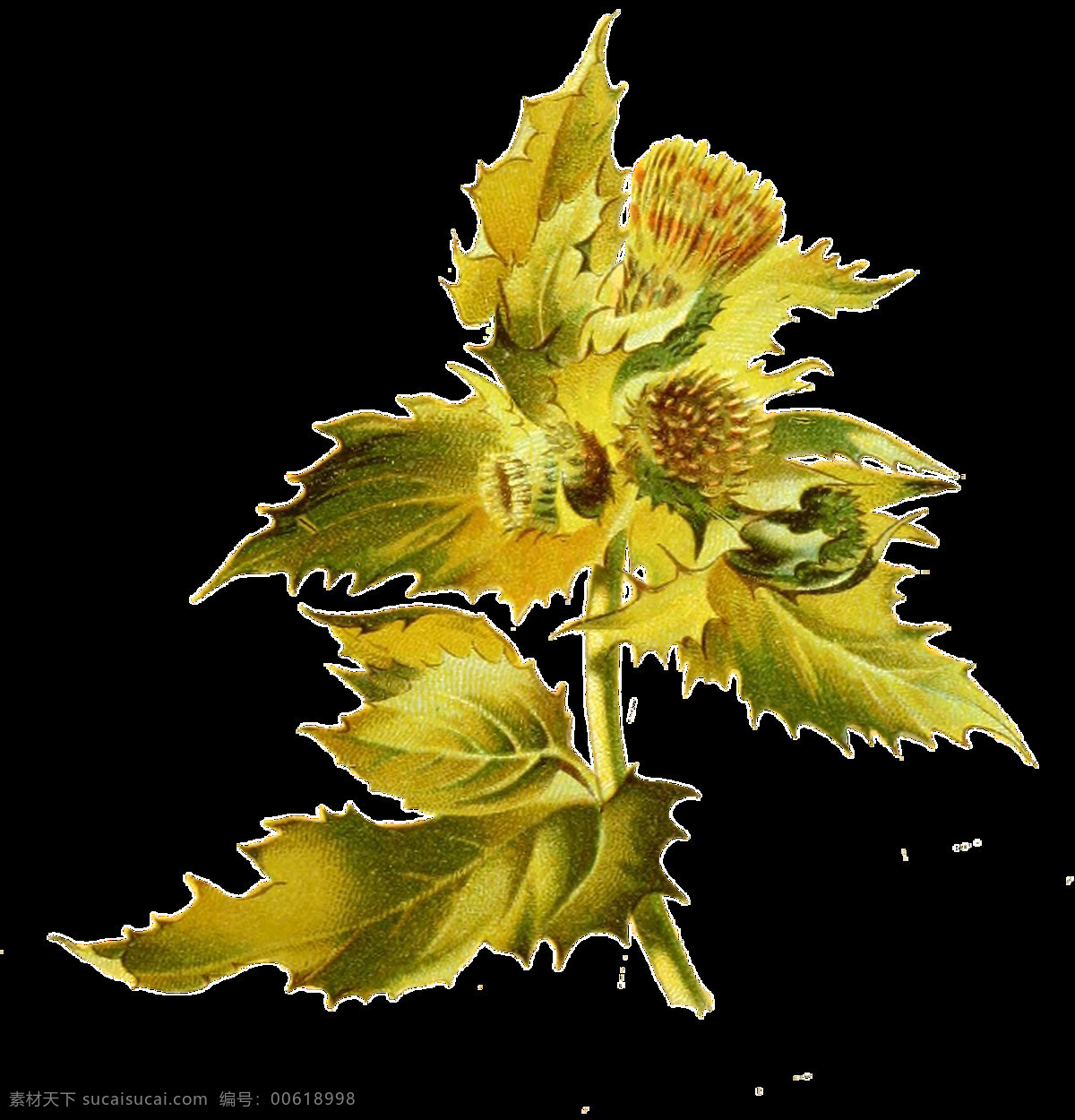 手绘 水彩 黄色 花朵 花枝 透明 装饰 花卉 菊花 免扣素材 透明素材 叶子 植物 装饰图片