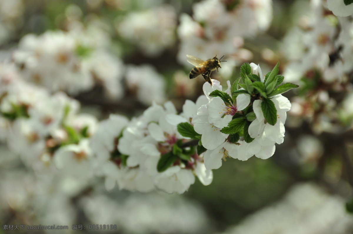蜜蜂 蜂蜜 昆虫 生物世界 蜜为蜂根 属昆虫 群居 分工明确 纪律严格 用途广泛
