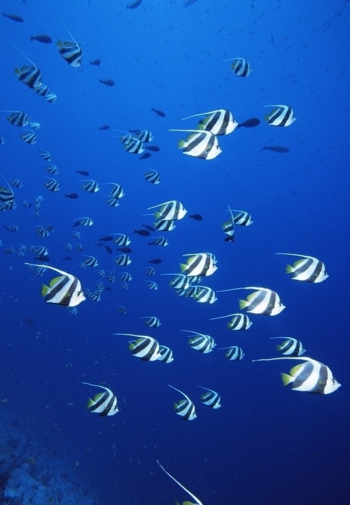 海底鱼群 海底世界 潜水 海底生物 大海 海洋生物 生物世界