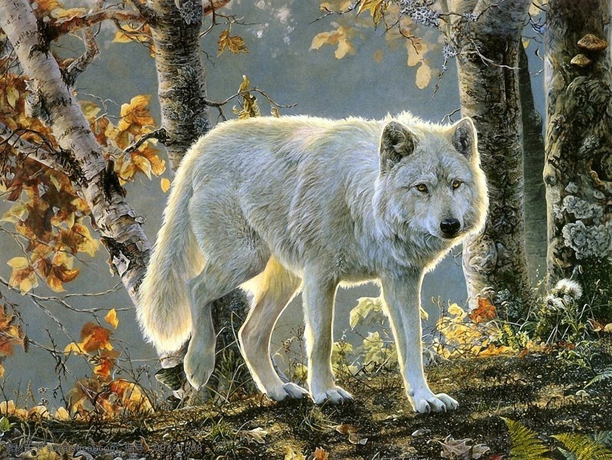 狼 　 动物 插图 动物插图13 设计素材 肉食动物 动物插图 书画美术 灰色