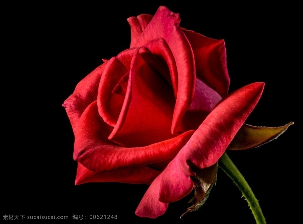 玫瑰花 花 粉红 花卉 玫瑰 鲜花 生物世界 花草