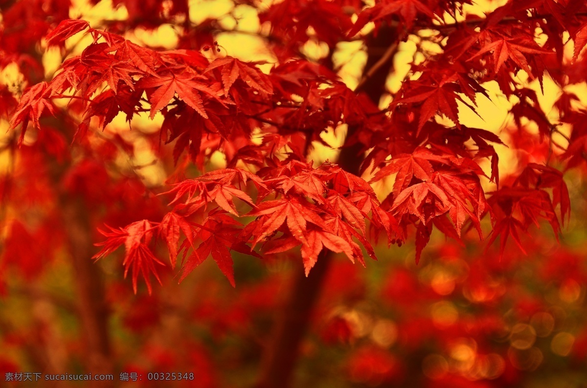香山红叶 红树叶 枫叶 叶子 秋天的红叶 自然景观 自然风光