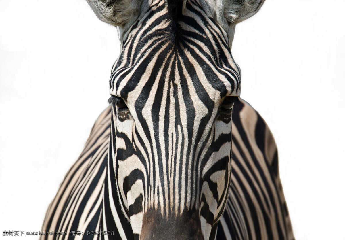 非洲 野生动物 野生动物园 动物园 非洲动物 非洲野生动物 非洲斑马 非洲草原 非洲大草原 哺乳动物 非洲草原动物 斑马纹 马 动物 生物世界