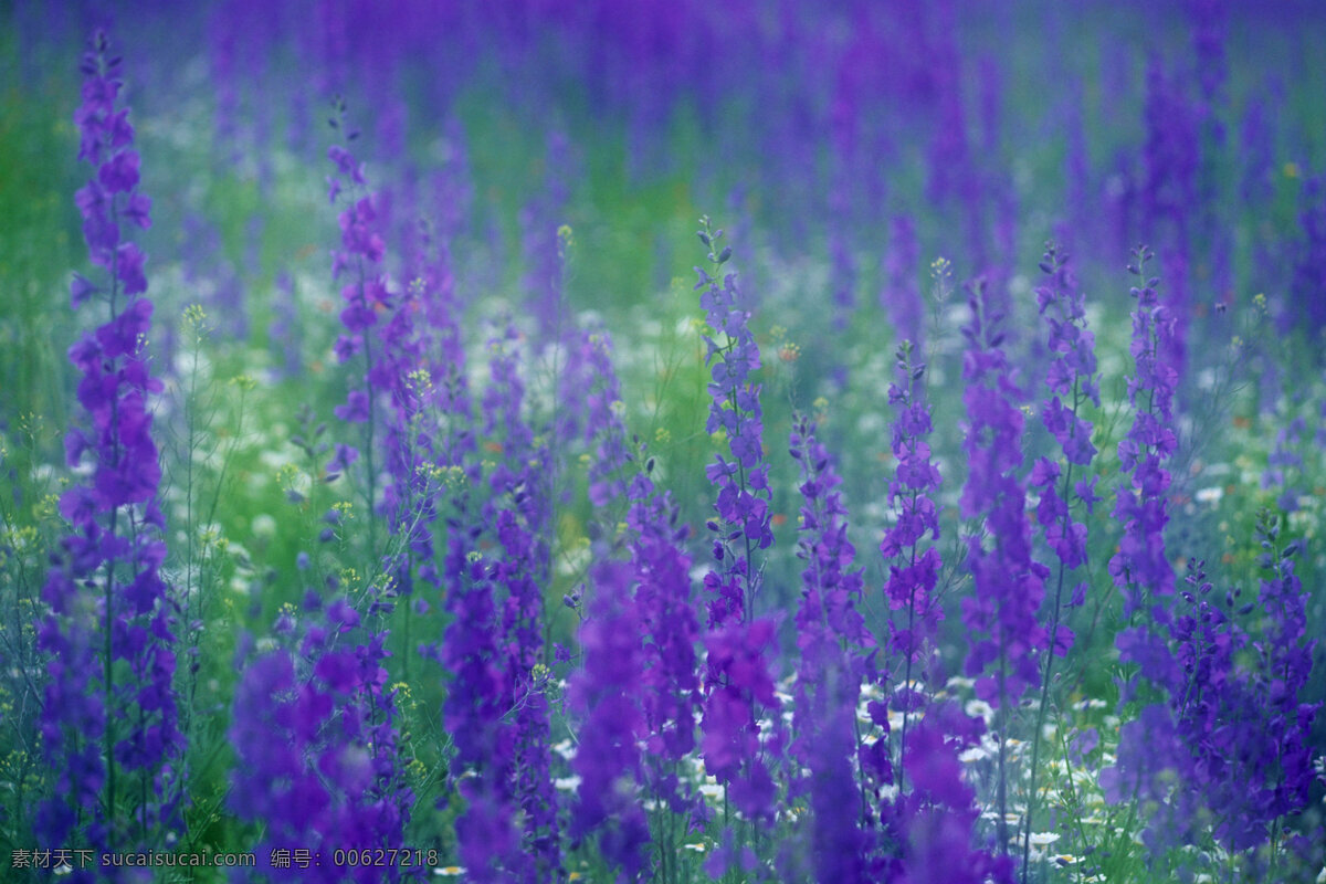 薰衣草 花 紫色 梦幻 唯美 花草树木 生物世界