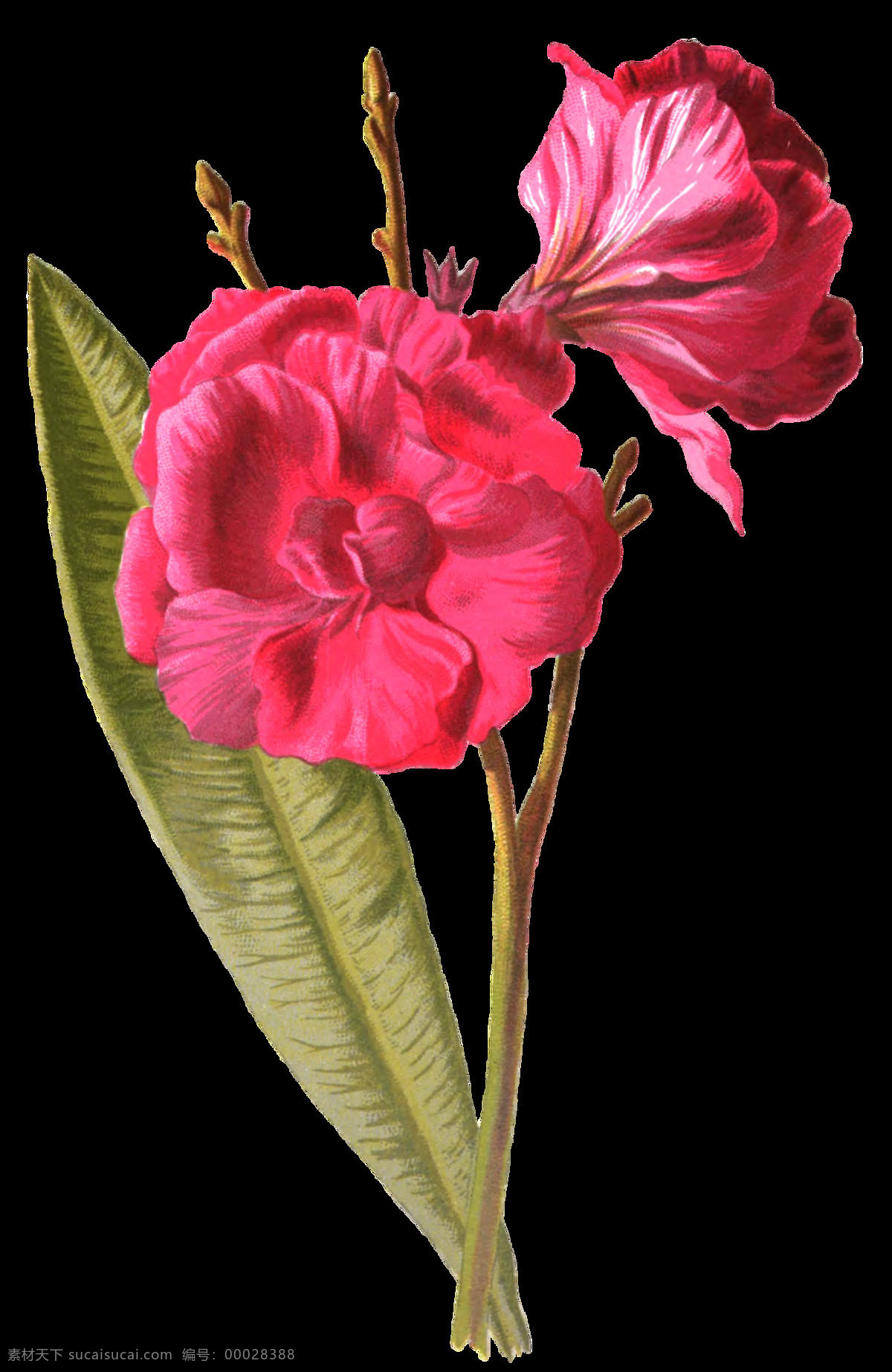 红粉 花枝 卡通 透明 花叶 红色 透明素材 免扣素材 装饰图案