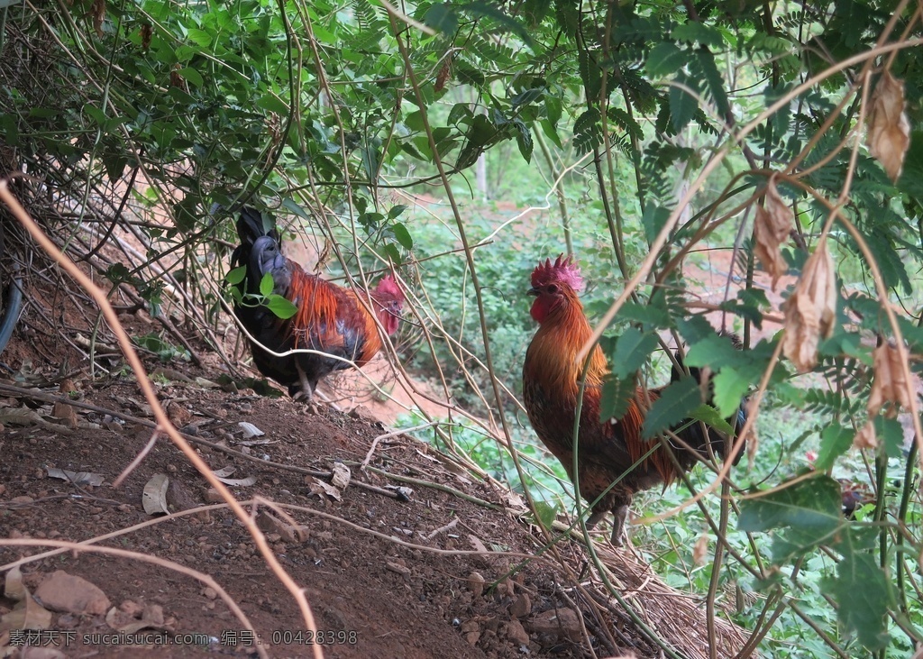 土鸡图片 土鸡 公鸡 放养 养殖 生态 生物世界 家禽家畜