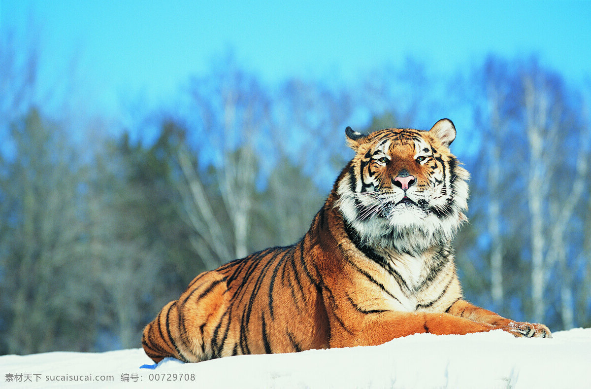 趴在 雪地 里 老虎 动物 野生动物 趴着 陆地动物 生物世界