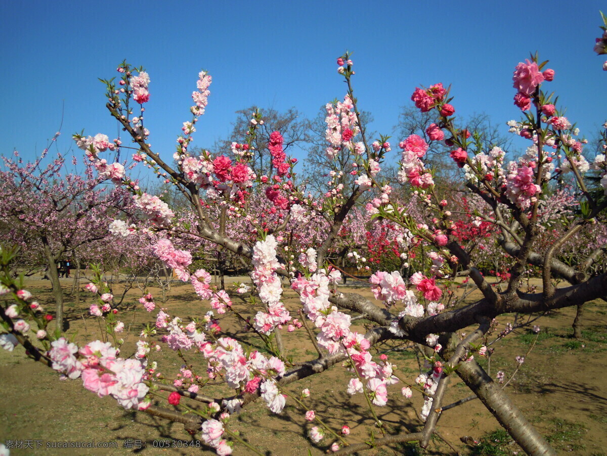 红 白 桃花 白色 红色 花朵 生物世界