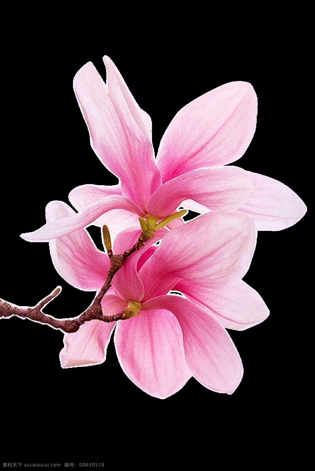两 朵 鲜艳 花朵 透明 植物 粉红色 花瓣 花枝 免扣素材 透明素材 装饰图片
