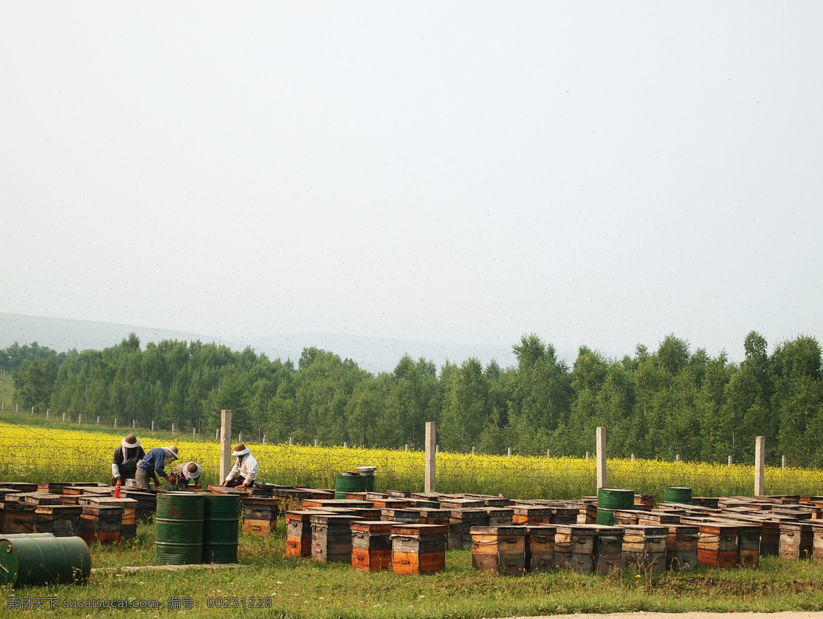 养蜂 养蜂人 蜂蜜 天然蜂蜜 蜂箱 蜂农 田园 田园生活 甜蜜的事业 自然景观 田园风光