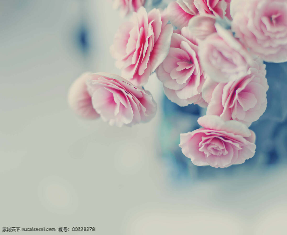 粉色鲜花 近景花朵 花卉特写 唯美植物 高清图片下载
