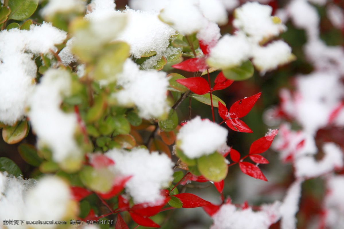 冬雪 冬天 雪景 红果 植物 水滴 绿叶 自然景观 自然风景 白色