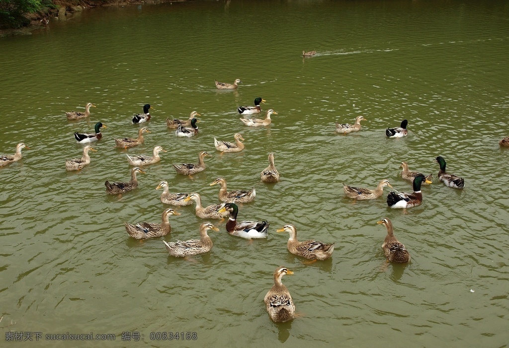 池塘 鸭子 水鸭 麻鸭 池塘里的鸭子 小鸭子 农村池塘 一群鸭子 一群鸭 鸭戏水 家禽家畜 生物世界 照片 游玩 风景