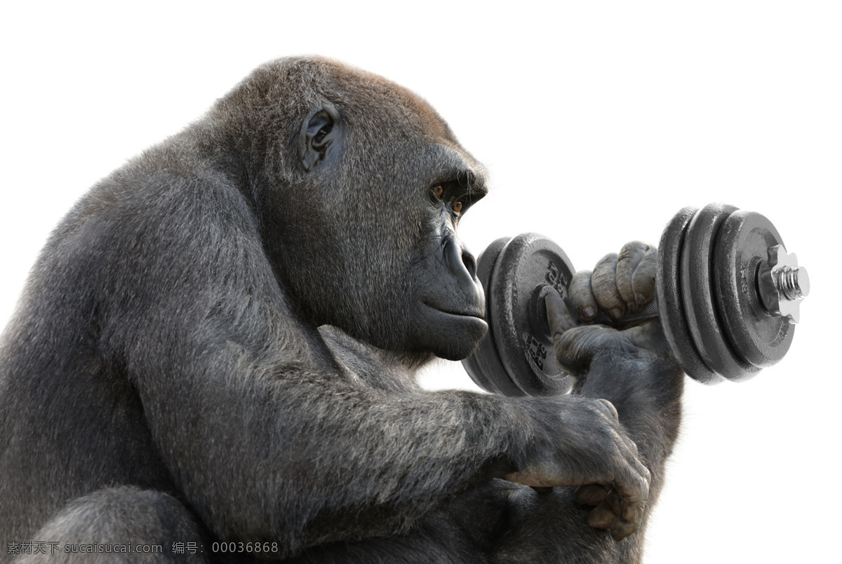 举哑铃的猩猩 猩猩 野生动物 动物世界 动物摄影 陆地动物 生物世界 白色