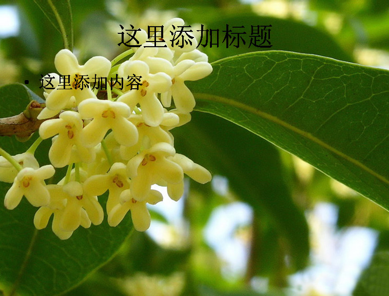 中秋 植物 桂花 高清 ppt7 黄色 自然风景 中秋节 迷人景色 模板