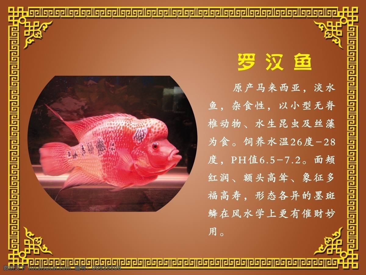 鱼缸免费下载 分层 鱼 鱼缸 鱼类 源文件 罗汉鱼 生物世界