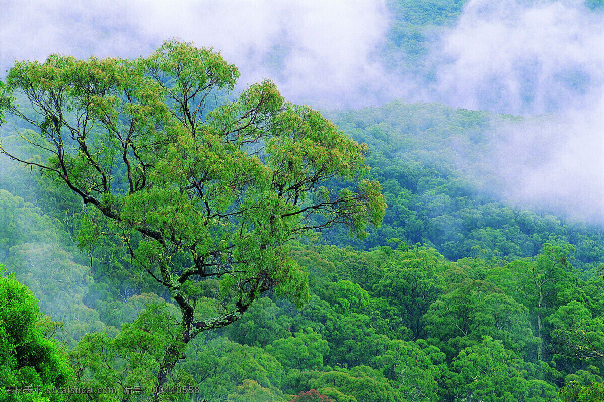 森林 风光 背景 风景 季节 旅游 森林风光 摄影图库 树 树林 树木 休闲 自然 自然风景 自然景观 生活 旅游餐饮