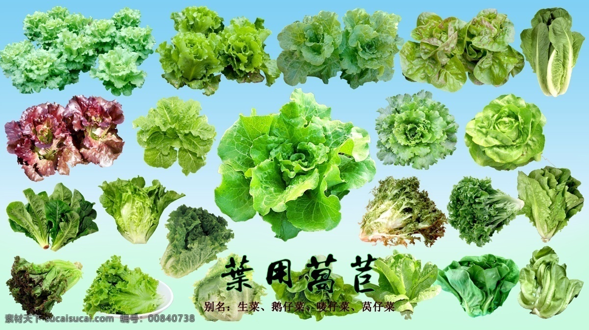 叶 菜 类 莴苣 psd分层 叶菜 叶用莴苣 鹅仔菜 莴仔菜 唛仔菜 生菜 生物世界 蔬菜