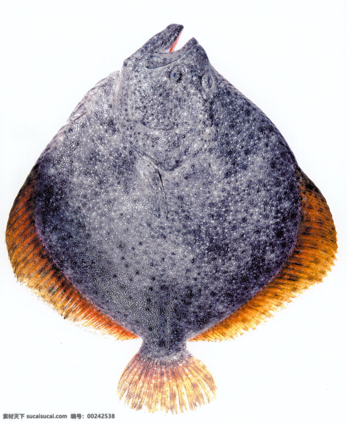 石斑鱼 海洋生物 生物世界 鱼类
