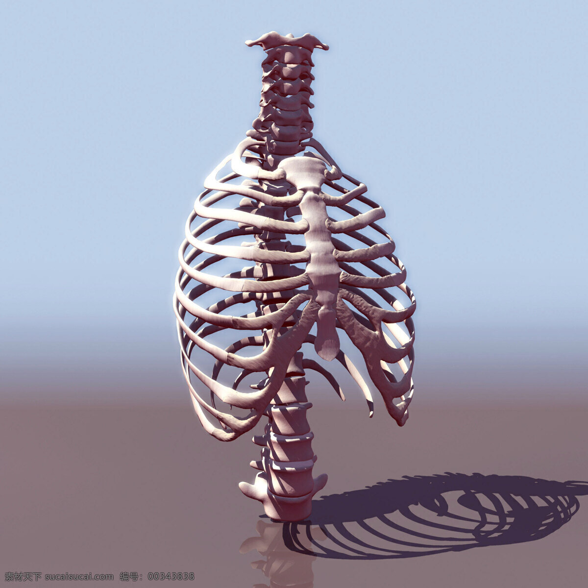 人体 骨骼 模型 效果图 人体骨骼 3dmax 医学研究 医学人体 透视人体 人体结构 关节 医学 3d设计 其他模型
