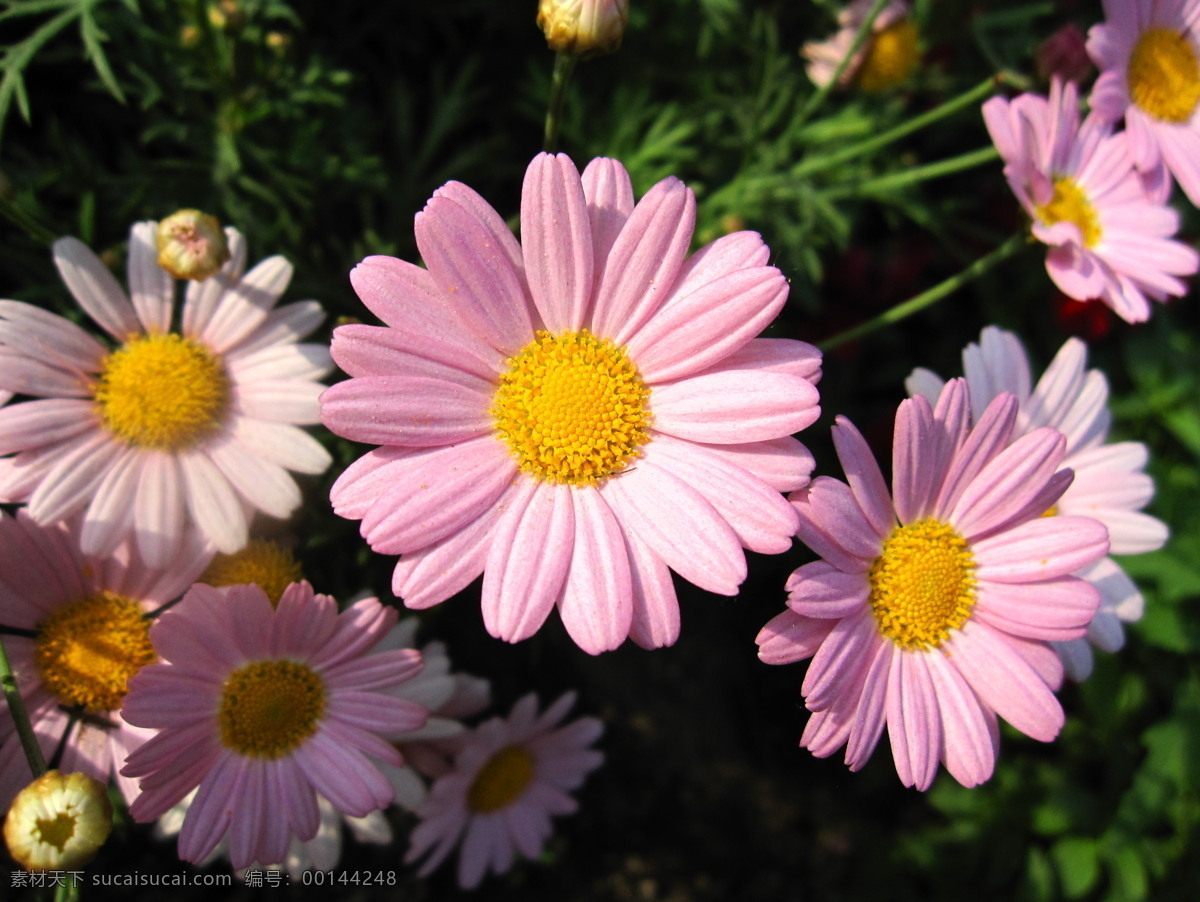 雏菊 小雏菊 雏菊花 小雏菊花 雏菊图片素材 菊花 粉色菊花 菊 花海 粉色小花 快乐纯洁 花朵 花卉 花草 生物世界