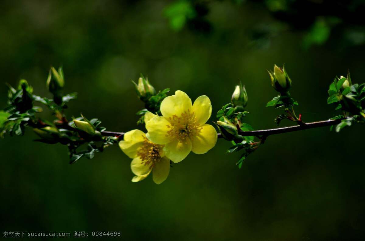 唯美 植物 自然 鲜花 花 花卉 花朵 蔷薇 蔷薇花 浪漫蔷薇 生物世界 花草