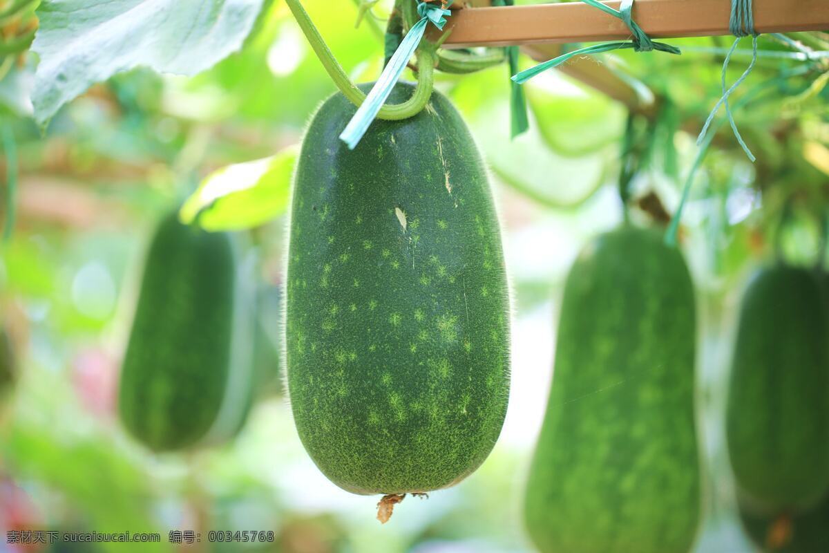 冬瓜 冬瓜果 瓜蔓 瓜枝 叶子 四果 蔬菜 生物世界