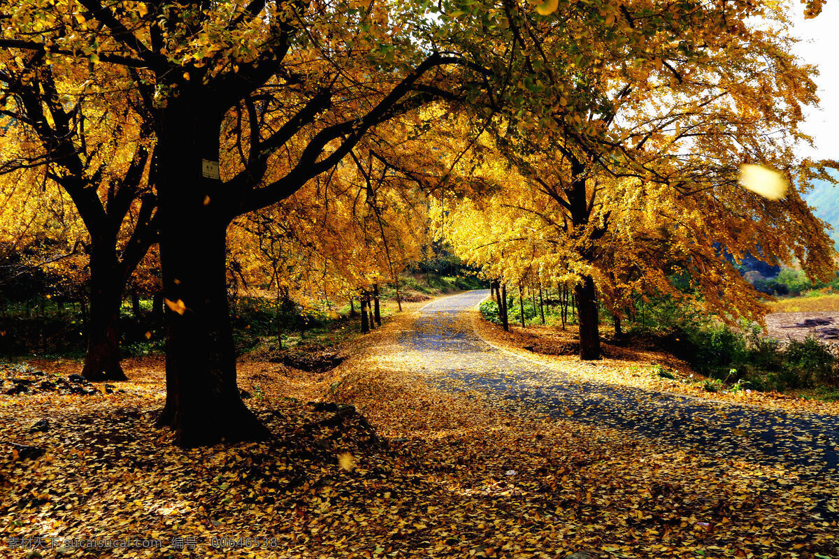 高清 秋天 小路 风景图片 秋景 黄色 落叶