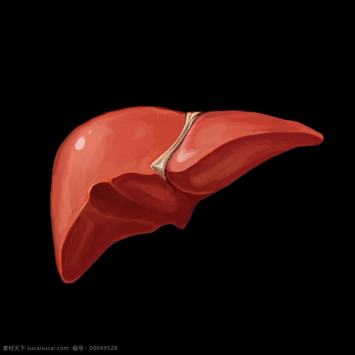 肺部 器官 卡通 插画 肺部的器官 卡通插画 器官插画 人体器官 身体部位 健康器官 移植的器官
