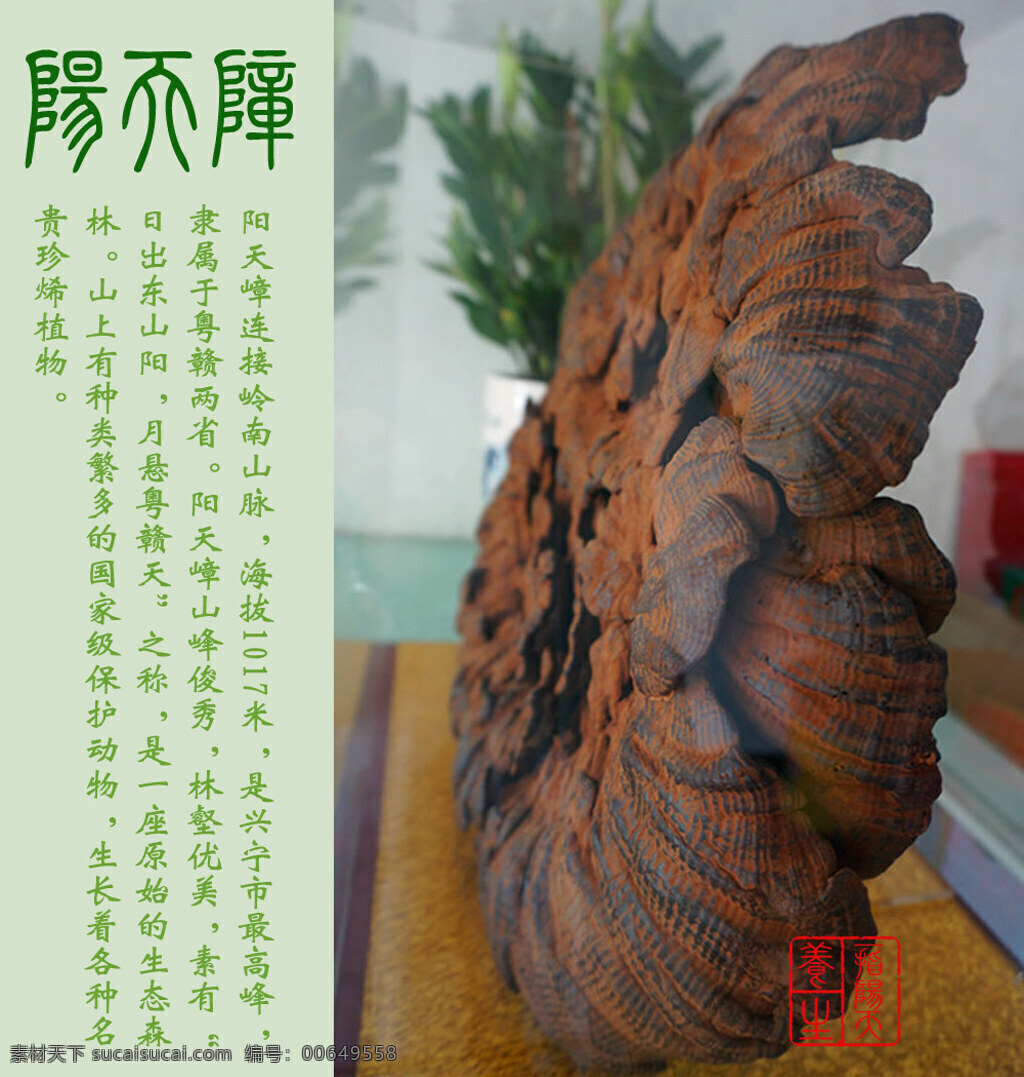 阳天 嶂 超 大紫 灵芝 整枝 养生 中医药 阳天嶂 客家灵芝 灵芝药材 整枝灵芝 大灵芝 超大灵芝 灵芝百草 灵芝王 紫灵芝 阳天嶂简介 大 带 孢子粉 中药药材 淘宝素材 其他淘宝素材