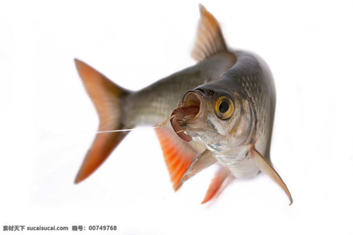 正在 咬 鱼饵 鱼 钓鱼 海鲜 鱼类 鱼鳞 鱼鳍 水中生物 生物世界