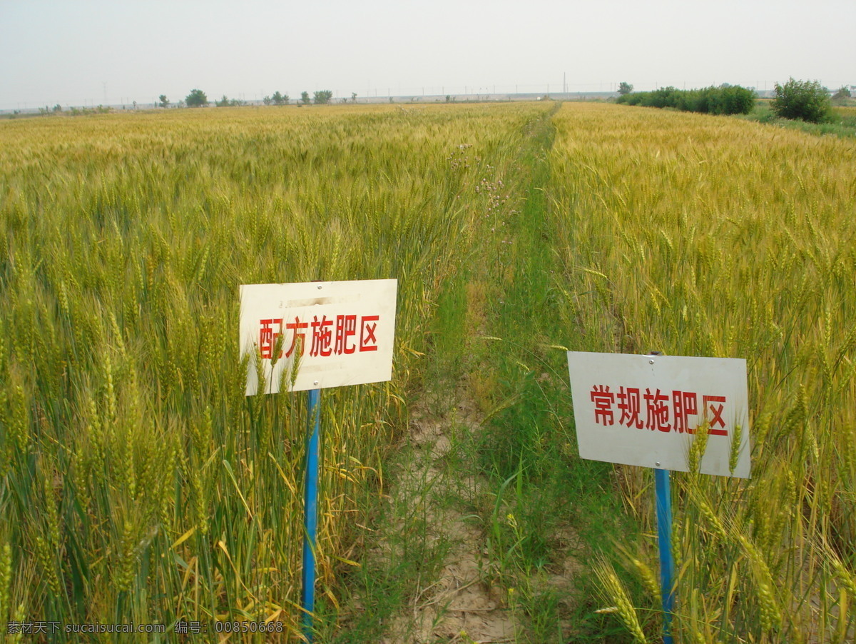 配方施肥 小麦 配方施肥区 常规施肥区 对比 农业生产 现代科技