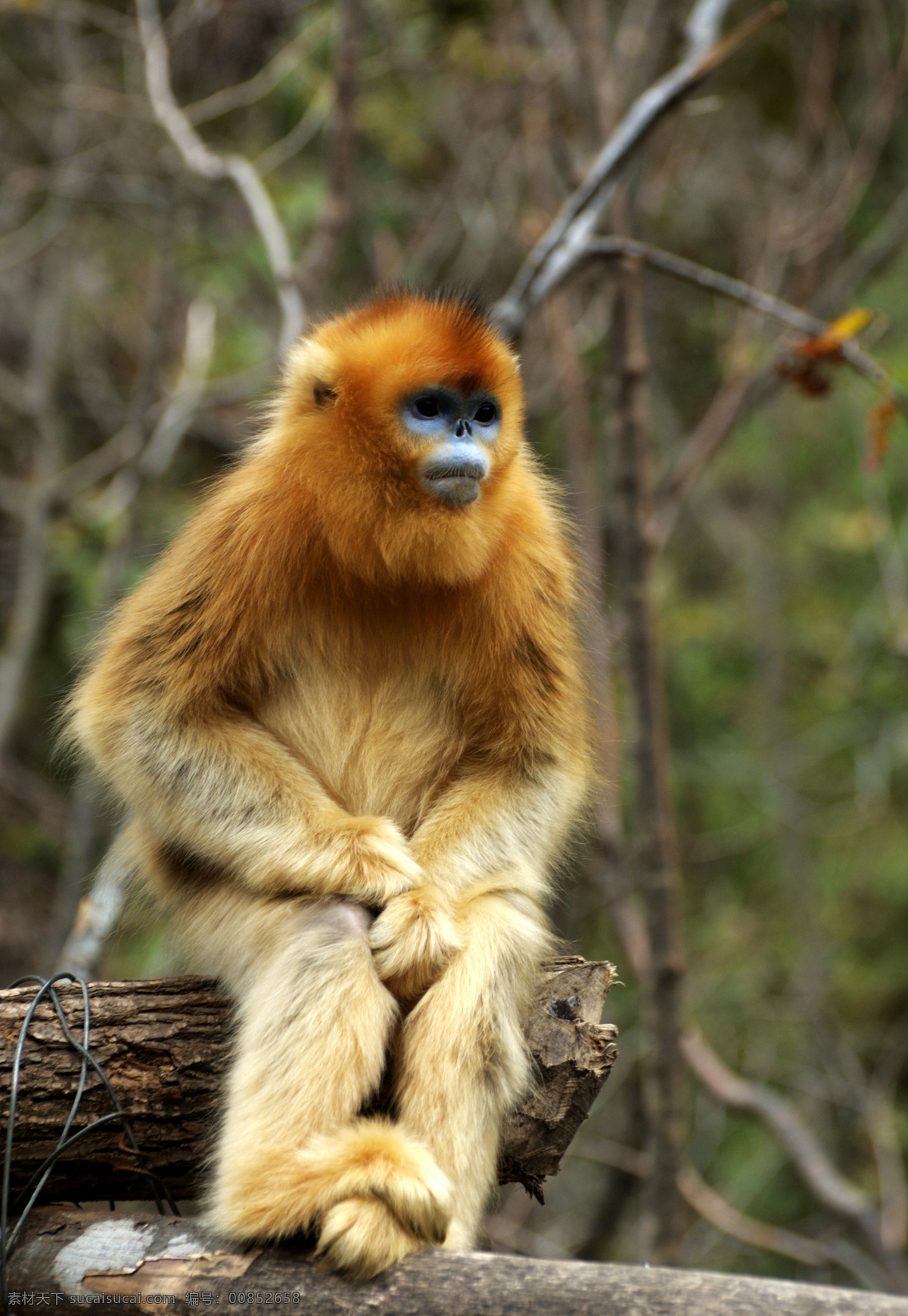 金丝猴 动物 保护动物 动物园 觅食 哺乳动物 野生动物 生物世界