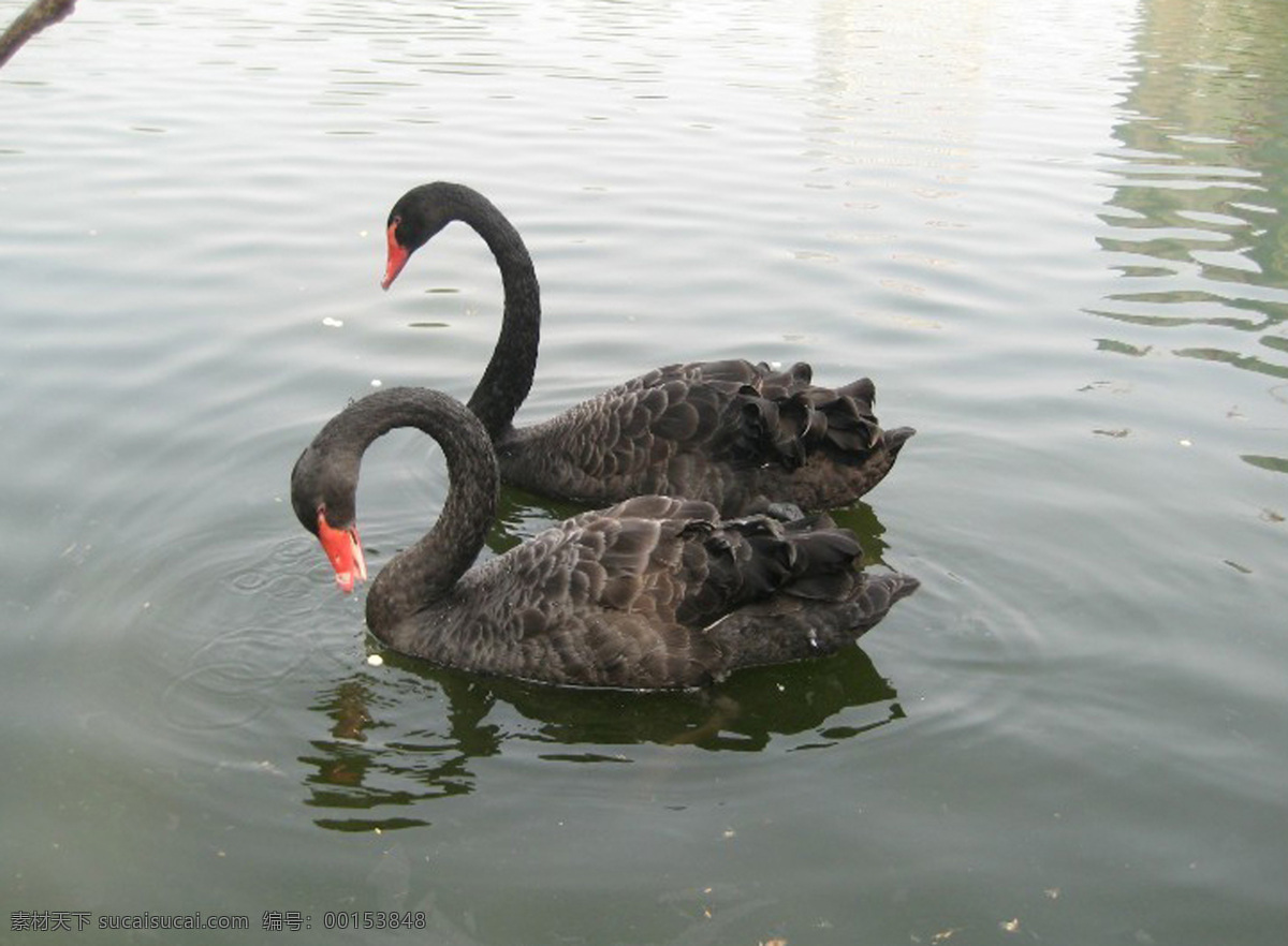 黑天鹅 天鹅 黑色 动物 湖水 旅游 鸟类 生物世界 灰色
