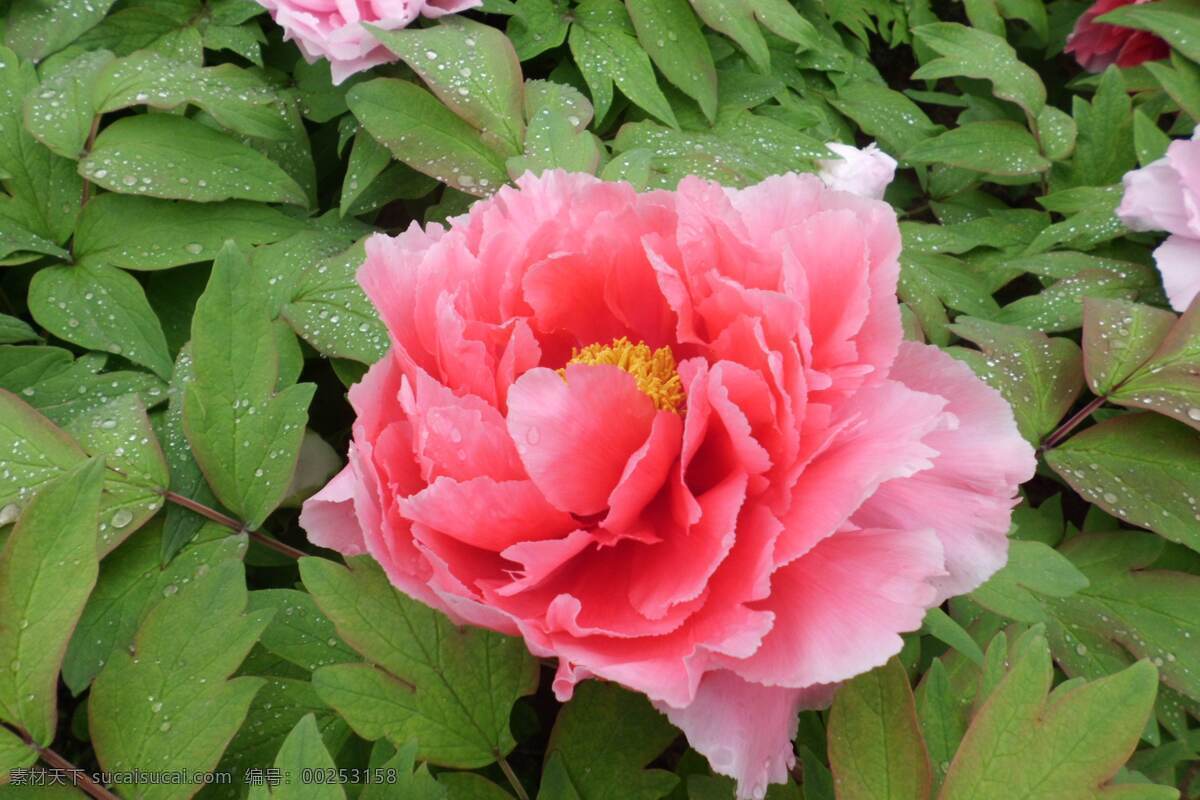 国花 牡丹 雍容花朵 美丽粉色花朵 芍药 山东