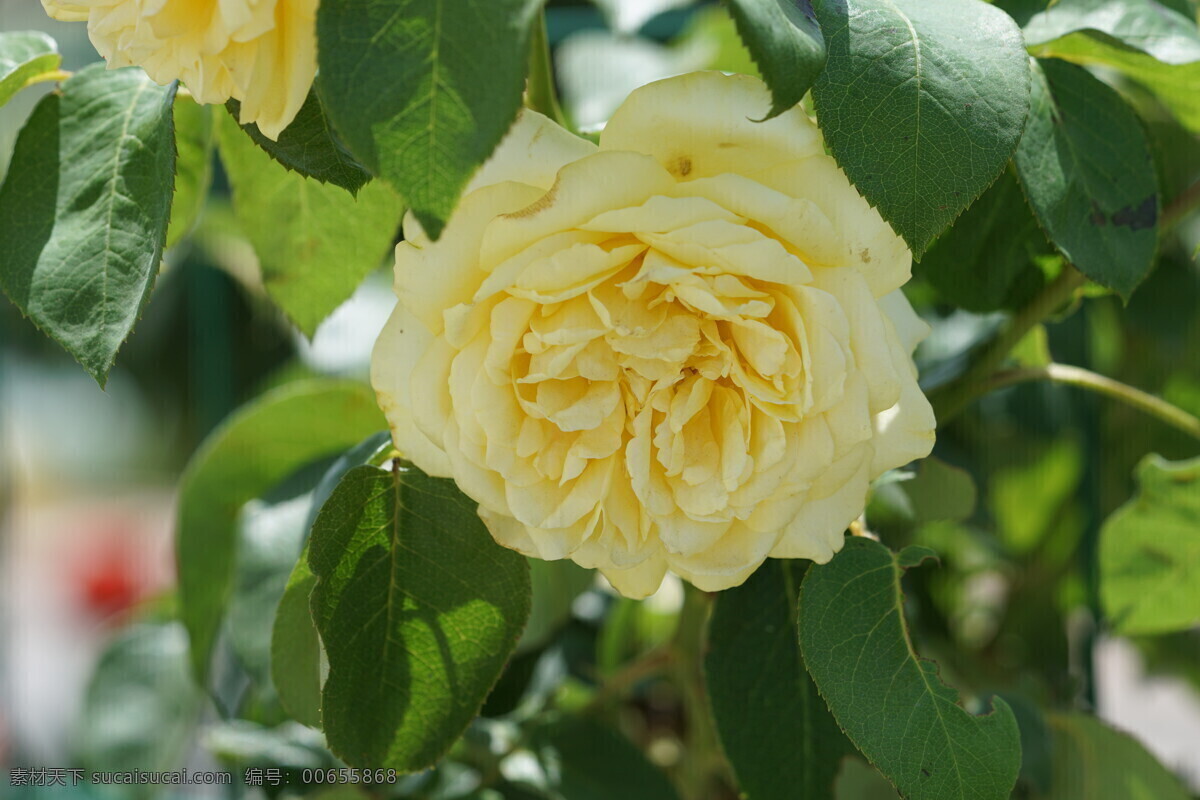 黄色月季花 黄色 月季花 高清 特写 微距 月月红 绽放 盛放 娇嫩鲜花 花 花开荼蘼 生物世界 花草