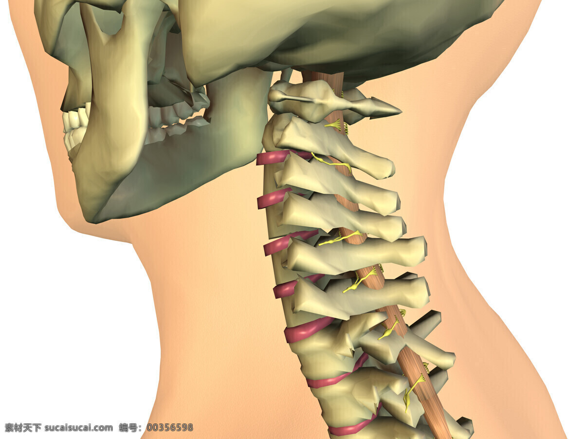 颈椎骨 脊椎 脊椎骨 人体脊椎 人体透视 人体研究 医学器官 人体解剖 医学器官图鉴 医疗护理 现代科技