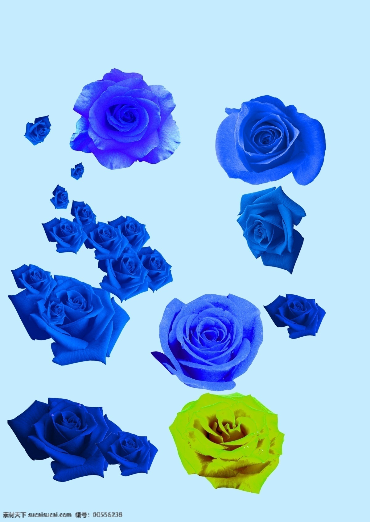 蓝玫瑰图片素材-编号14004166-图行天下
