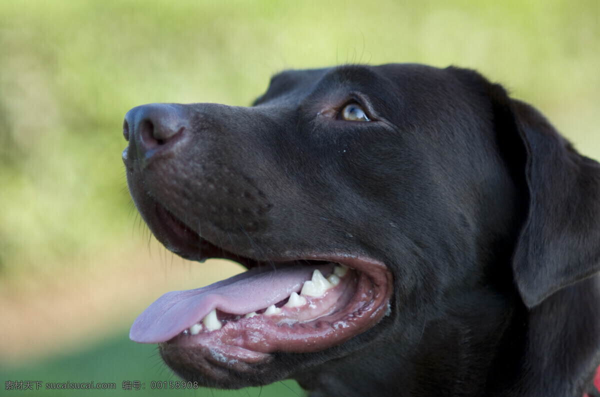 工作犬 宠物摄影素材 生物世界