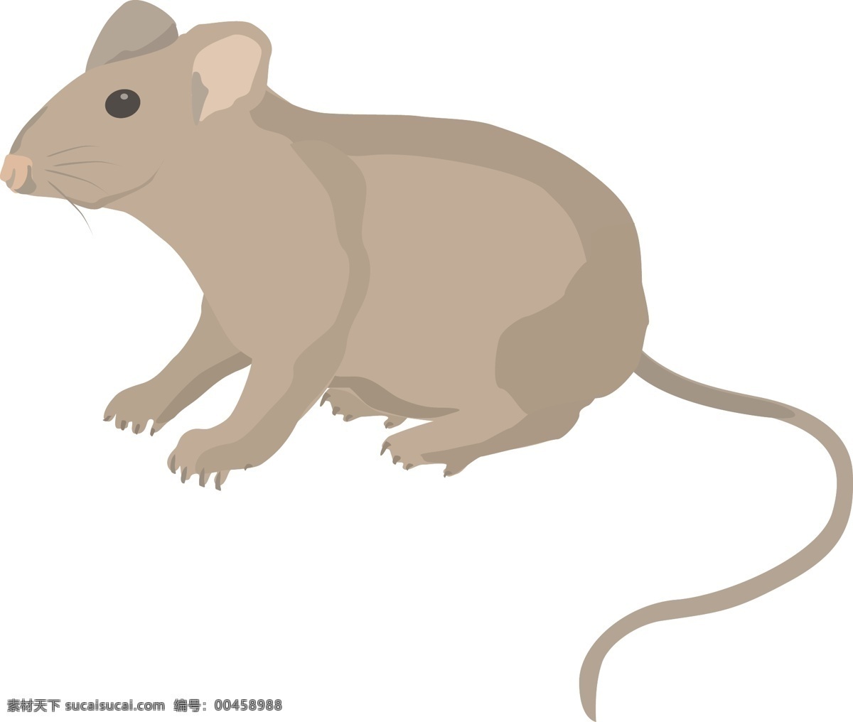 小鼠3 小鼠 动物 载体 白色