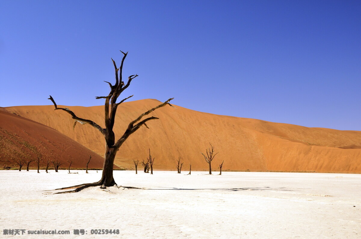 荒凉 沙漠 景观 高清 沙漠风光 荒漠景观 沙子 细沙 砂砾 沙堆 大漠 荒凉沙漠 枯树.树枝 蓝天 荒无人烟 荒漠风景图片
