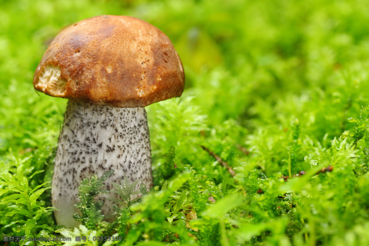 蘑菇植物摄影 蘑菇 菌类植物 菌类生物 蘑菇摄影 其他类别 生活百科 绿色