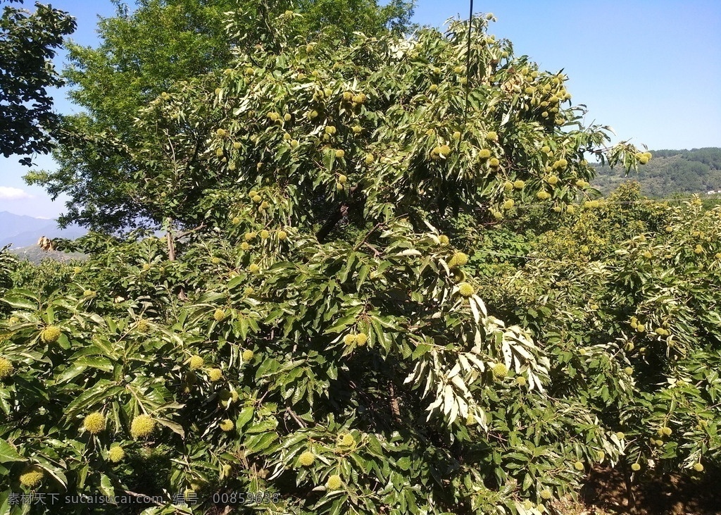 板栗树 栗球 罗田板栗 秋天栗树 栗林 生物世界 水果