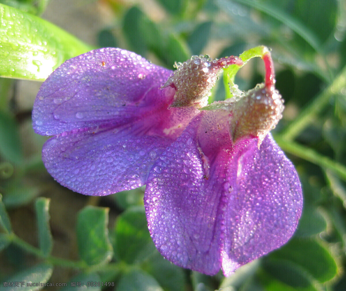 并蒂 小花 晨光 海滩 花草 蓝色小花 露珠 绿叶 生物世界 并蒂小花 微距 晨露 花草一组 psd源文件