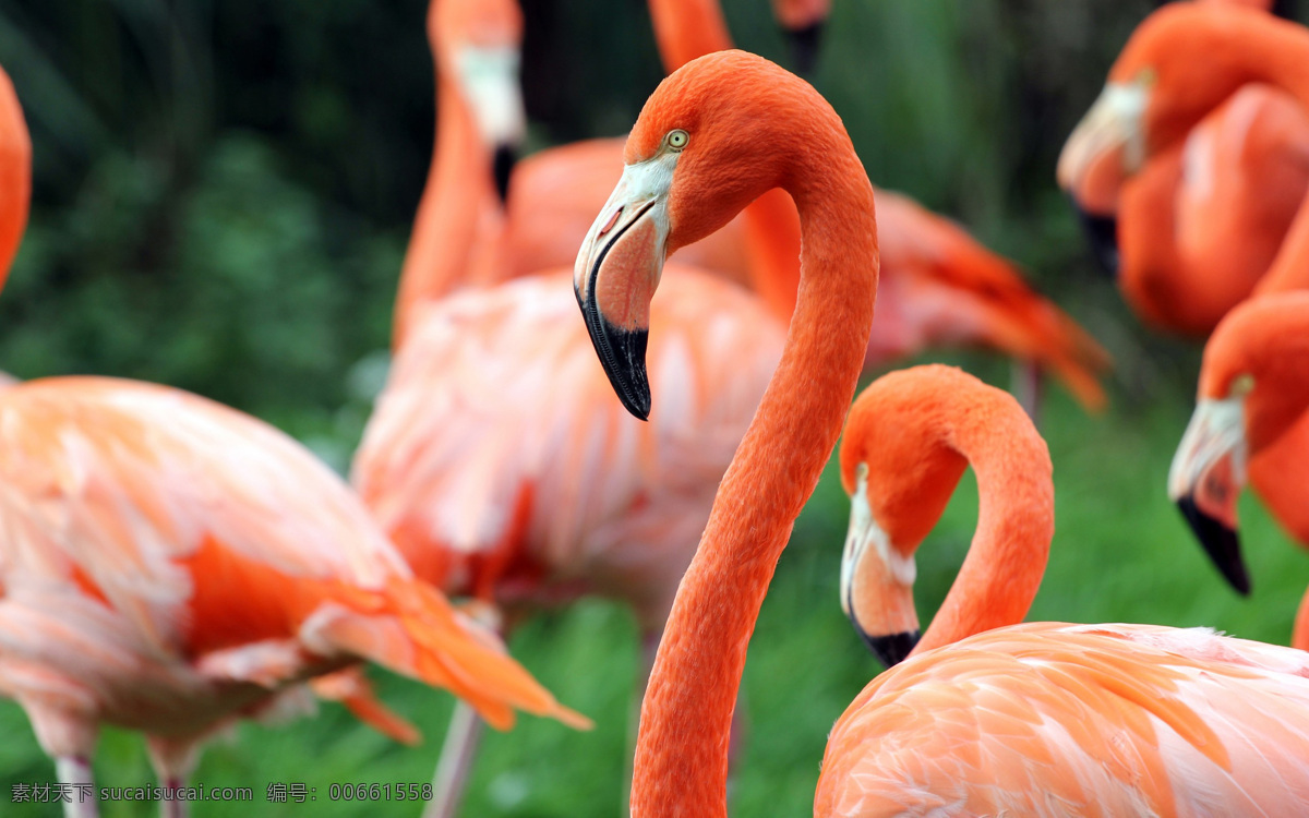 美丽 火烈鸟 鸟类摄影 鸟类动物 动物世界 动物摄影 红鹳 空中飞鸟 生物世界