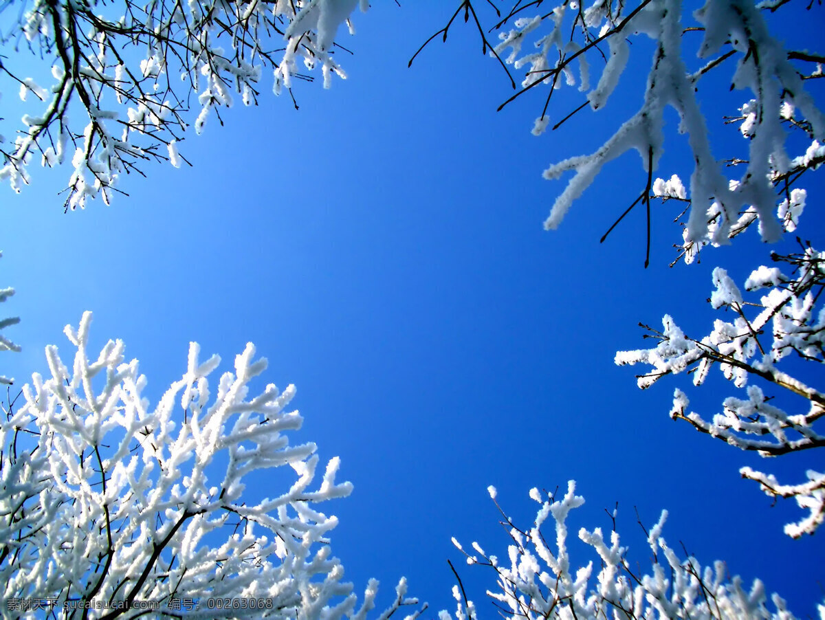 蓝天雪景 蓝天 雪景 天空 仰视图 冬雪 树 树枝 自然风景 自然景观