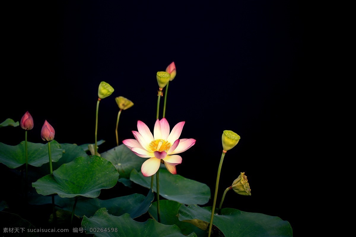 荷花 背景 高清 夜景 发光 常用 文化艺术 传统文化