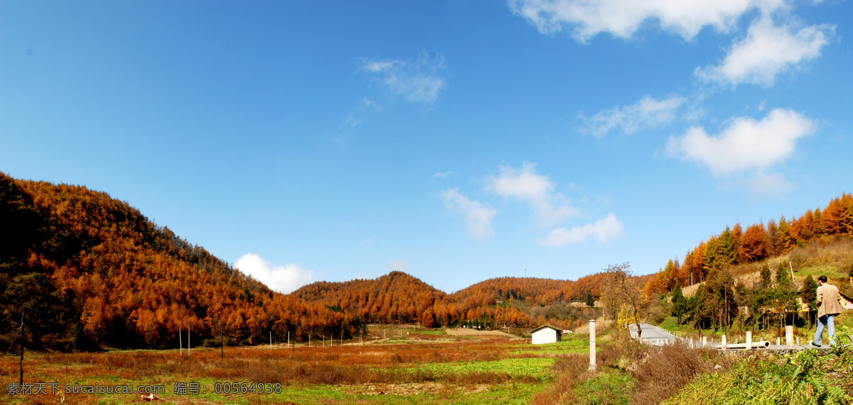 风景画 山林 山水 树林 自然风景 自然景观 长岭岗 林场 长岭岗林场 长岭岗风景 日本 落叶松 基地 落叶松基地 建始县 高坪镇 高坪 日本落叶松 装饰素材 山水风景画